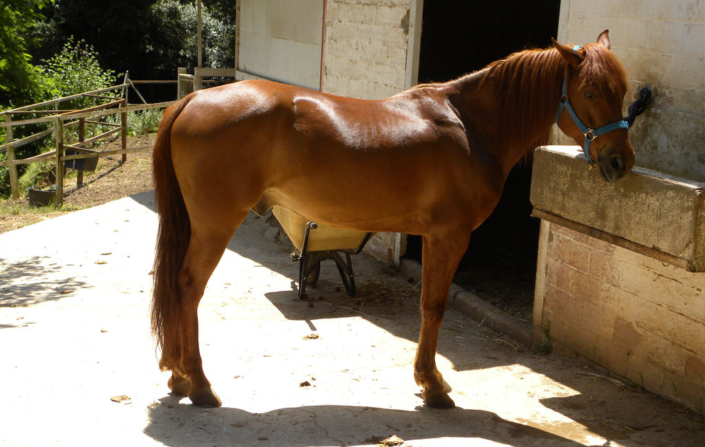 caballo1-1024